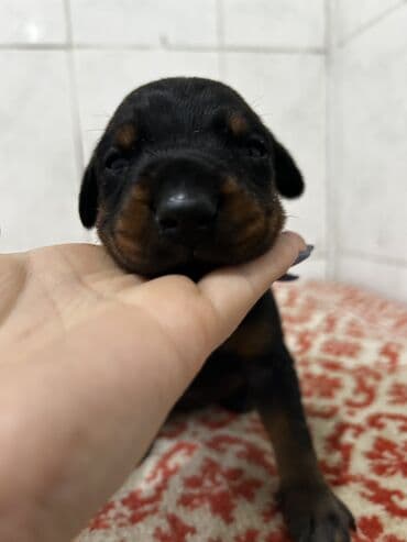 cinsi hevesi artiran dermanlar: Doberman, Dişi, Sənədli, Ünvandan götürmə — 5