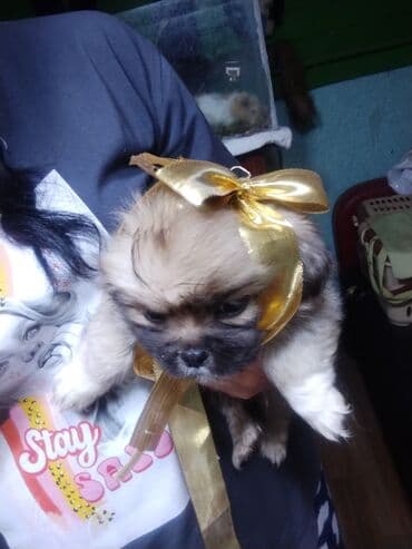 liqorin toyuğu: Balaca, oyuncaq ölçülü balalar – qısa burunlu, iri, parlaq gözlü və — 3