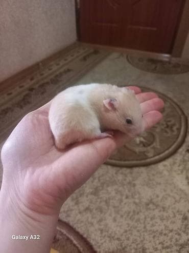 it adlari oglan: Xamyaklar erkek dişi 5azn — 1