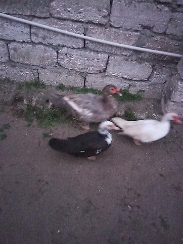 ordey balalari: Iki maya 1 erkey satlir yumurtalayilar - Rənglər: biri ağ, biri — 1