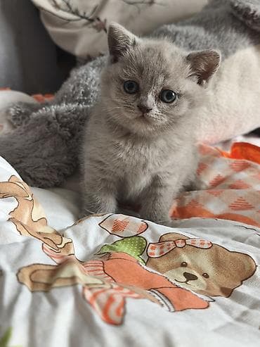 Şotland, Dişi lalafo.az -da Şotland, Dişi