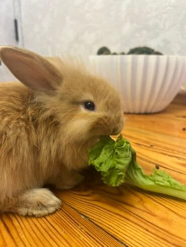 su donuzu: Ev heyvanı – balaca dovşan - Növ: dekorativ dovşan - Rəng — 1