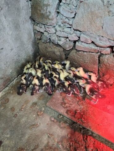 Kənd təsərrüfatı quşları: Salam lal ördək balası satılır noyabrın 8 zin balasıdı — 2