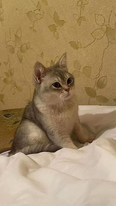 qoyun heyvan: Şotland — 5