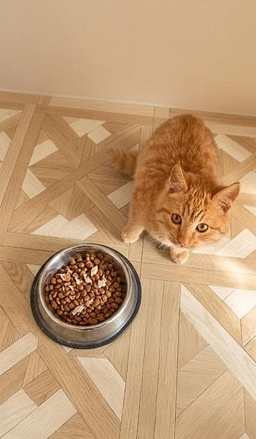 pisik balasi: Yaxşı əllərə — 1