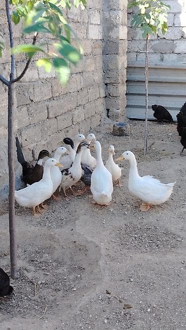 piwik satiwi: Ördək — 2