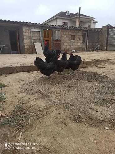sultan papuqay satisi: Australorp yumurta satısı davam edir. qara boz rəngləri var heyvanlar — 7