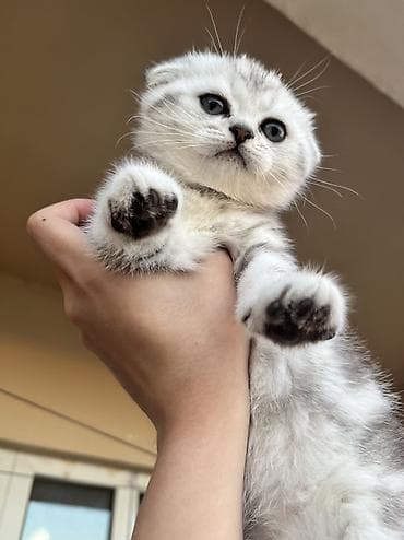 ordek balası: Şotland, Erkək, Dişi, Pulsuz çatdırılma — 6