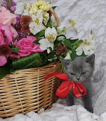 at satisi: Britan, Dişi, Pulsuz çatdırılma — 10