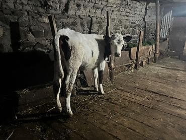 inəylər: Super ana bala inek satilir. Yaninda ivanofka disi danasi var. Hal — 4