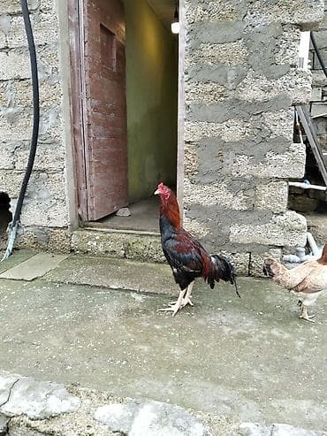 ataks toyuqları: Salam xoruz satılır təmiz qan türk cinsi heyratı xoruzu qiymət tekcə — 6