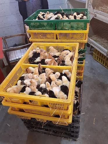 cüce adları: Toyuq cücələri, Ətlik — 1