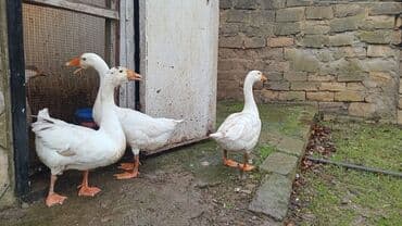 Inəklər, öküzlər: Linda sortudu yerli cir sort deyul 8 ayliqdilar esil.yeyib — 1