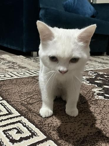 pişik pişik: Şotland yastı qulaq — 4