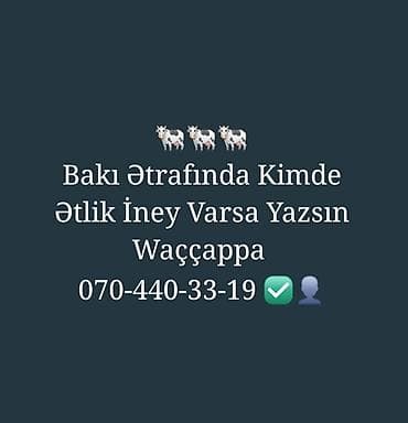Коровы, быки: Bakı ətrafında ətlik inək alınması axtarılır. Ət istiqamətli inəklər — 1
