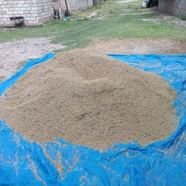 meyvə tərəvəz satışı: Salam. Heyvandarlıqda yenilik artıq payız və qış aylarında daimi göy — 2