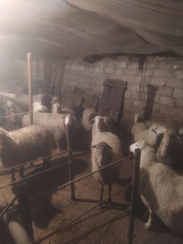 qoyun bazari: Qoyun sürüsü satılır - Növ: yerli qarışıq (ağ və qəhvəyi rəngli, uzun — 10
