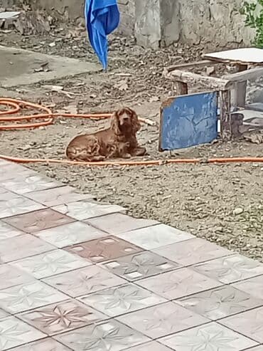 Птицы: Кокер спаниель, С прививками — 4