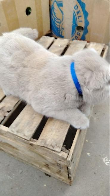 Şotland yastı qulaq, Yaxşı əllərə