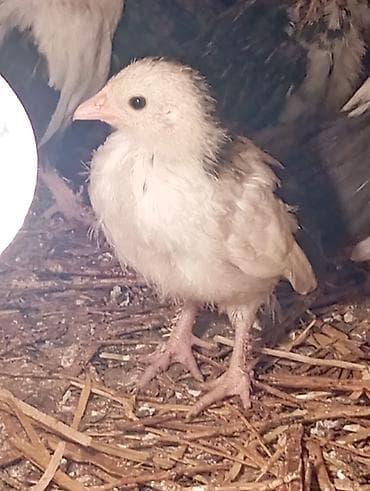 heleb kecisi satilir: Toyuq cücələri, Ətlik — 1