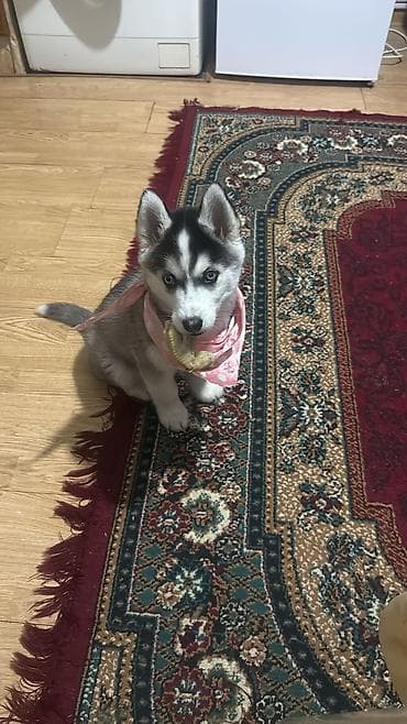 xaski iti qiymeti: Xaski, 3 ay, Dişi, Peyvəndli, Ünvandan götürmə — 2