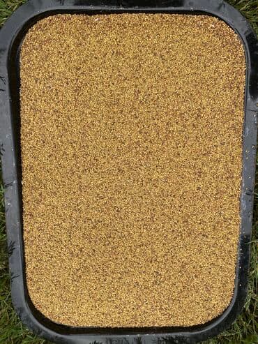 7illik yonca toxumudu. Vimdə təmizlənib Əla və məhsuldar toxum