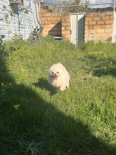 сколько стоит собака чихуахуа: Şpitz — 1