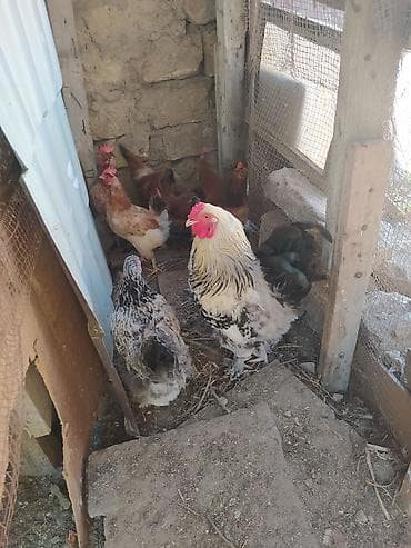 hind toyuqu: Toyuq, Yumurtalıq — 3