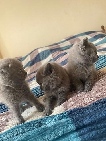 Pişiklər: Boz tüklü balaca pişik balaları - Rəng: bərabər, vahid tünd-boz — 5