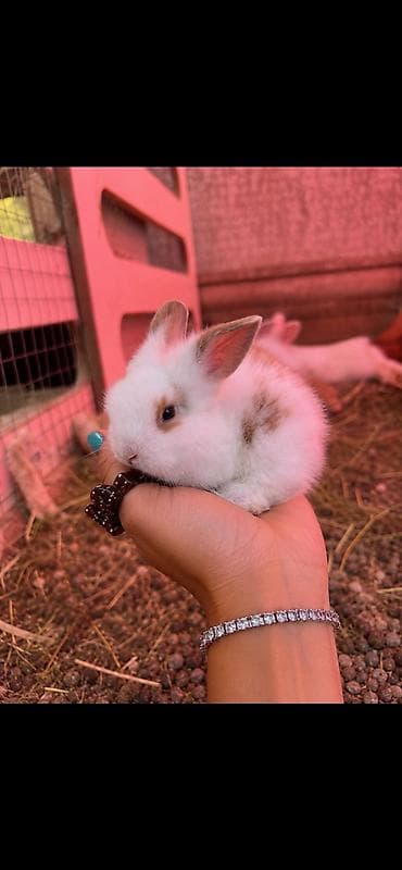 cepis sekilleri: 🐰 Hazırda məndə bu çox şirin dovşanım var 🥹🤍 Çox şirin və özəl — 5