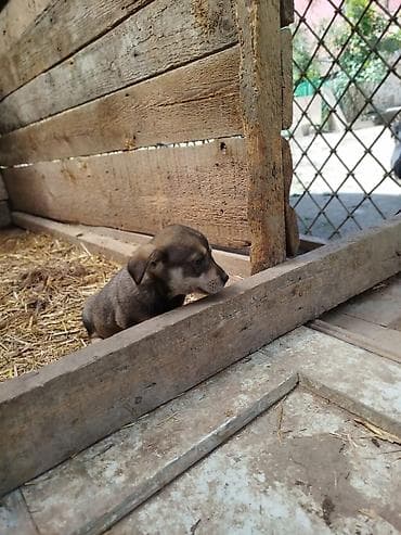 ov itlerinin satisi: Zvanok böyümüyen itler satilir qulaği sallağ ela zvanoklardi — 5