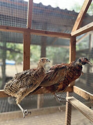 itlerin pulsuz verilmesi: Qafqaz qırqovulu, həm Qafqaz, həm də Qırqovulu növlərinin — 7