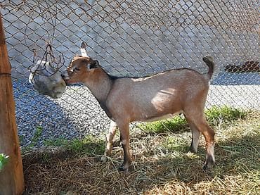 heyvan bazarı: Salam Allah hamının malına bərəkət versin.Alpin-sani — 2