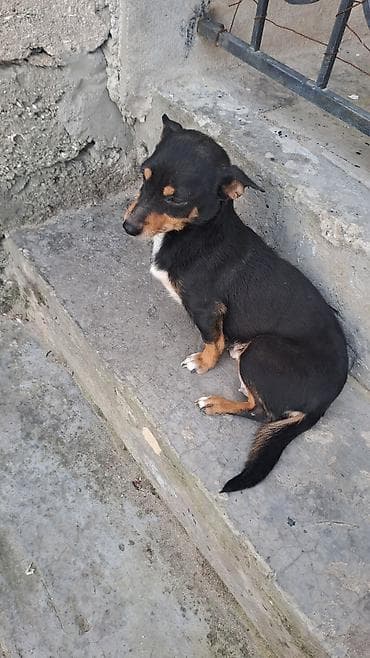 Heyvanlar üçün mallar: Balalar satilir temiz zvanokdu atasiynan anasi ayri cinsdi ama temiz — 7