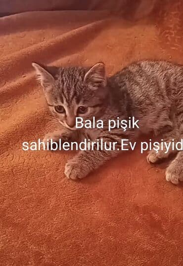 Tabbi, Yaxşı əllərə