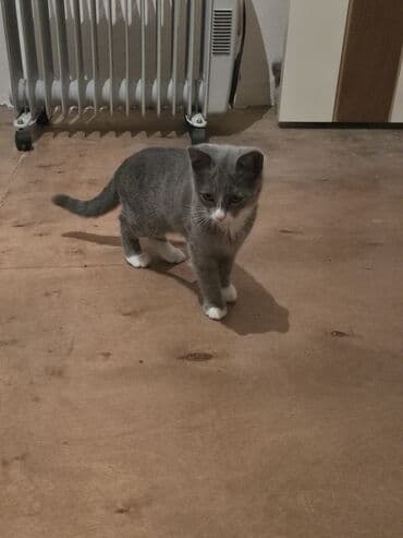 böyüməyən pişik: Yaxşı əllərə — 1