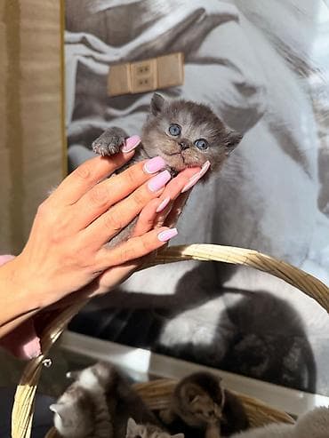 pişiy qumu: Britan — 4