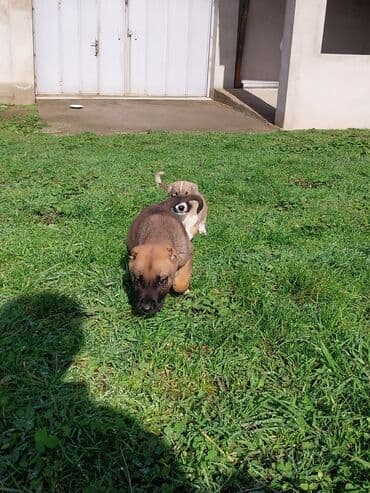 тибетский мастиф цена в баку: 45gunlukduler. Qubanin adur itderidi.Bir erkek bir diwi. 200erkek — 7