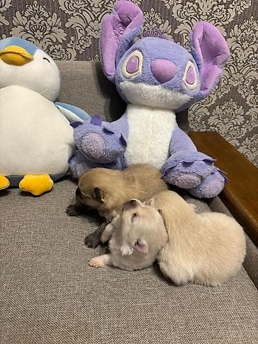 Şpitz, 1 ay, Ünvandan götürmə — 9