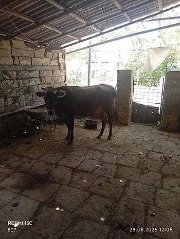 heyvan yemlərinin satışı: 1ci balasıdi dişi bala 5litrdən çox süd verib indi balası böyüyüb deyə — 4