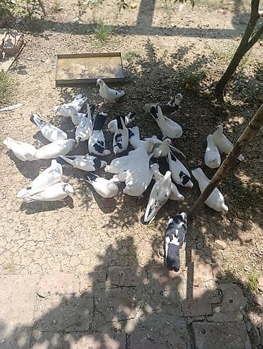 qusxana: Ağ-qara naxışlı göyərçinlər dəstəsi Əksəriyyəti satılır,wp əlaqə . - — 1