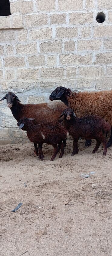 at satırı: Salam ünvan Bakıin maştağa kendi obşi 5 baş heyvanlar 1 baş ana-bala — 2