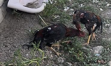 çin aslani: Məhsul: Uzunboyun, güclü skeletli cinsindən xoruz Təsvir: - Boyun və — 6