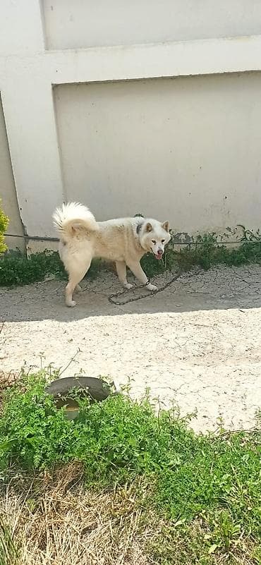 tap az heyvanlar itler: Akita erkek cütleşdiliri Ağ tüklü, orta-böyük ölçülü it — 1