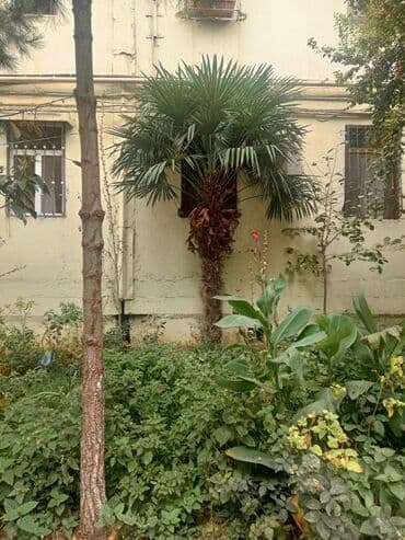 Çöl bitkiləri: Palma ağacı – fan formalı yarpaqları ilə (QİYMƏTDƏ RAZILAŞMAQ OLAR) - — 3