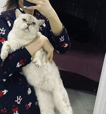 böyüməyən pişik: Britan, Erkək, Yaxşı əllərə — 2