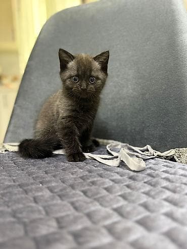 britanski pişik: Şotland yastı qulaq — 5