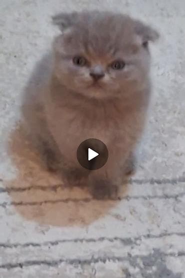 Şinşilla, Erkək, Dişi