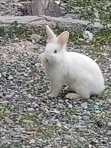 Akvariumlar: Ev dovşanlarıdır sağlamdırlar birinin rəngi ağ-boz o birisi ağ — 3