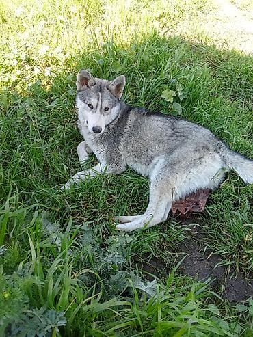 Xaski, 6 ay, Erkek, Ünvandan götürmə